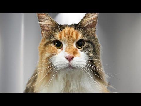This Aggressive Calico Maine Coon Needed Sedation...But Then Surprised Me! #Video