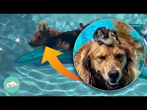 Golden Becomes Momma for Ducks and Refuses to Leave Water #Video