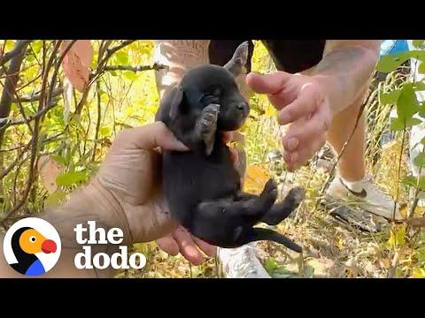 Woman Climbs In Pipe To Rescue 11 Puppies #Video