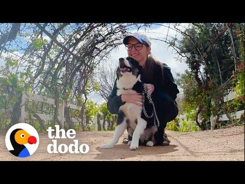 When A Dog Is The Best Antidepressant #Video