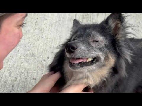 Elderly street dog is so happy to be rescued #Video