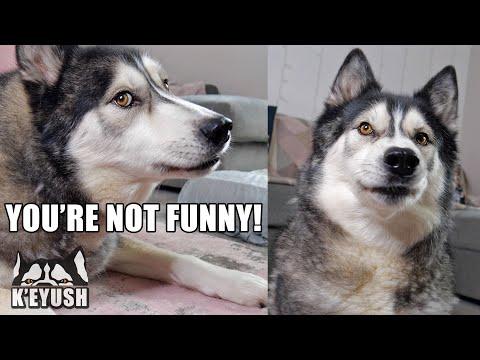 My Husky Really HATES My Bad Jokes and Puns! #Video
