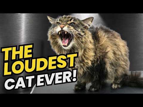 I Have Never Groomed a Cat This Loud #Video