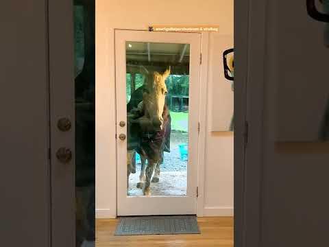 Horse Lets Herself Into The House Whenever She Wants  #Video