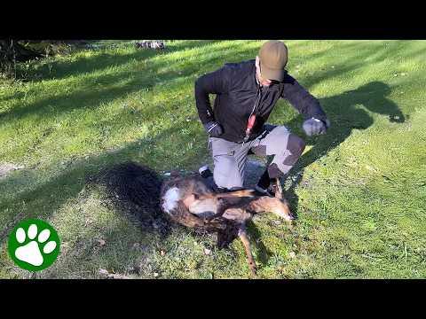 He Refused to Give Up on This Trapped Deer #Video