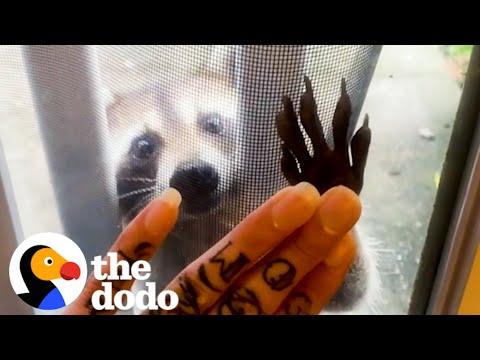 Raccoon Brings Her Babies To Meet Her Human Best Friend Every Year #Video