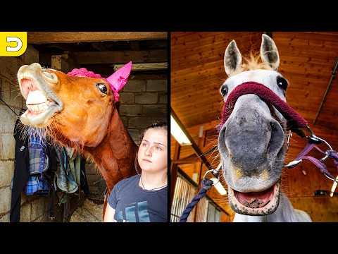 The Funniest Horse Videos On The Internet | YOUR Daily Dose of Pets #Video
