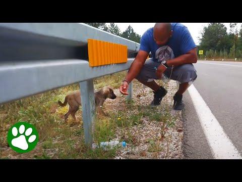 Couple saves puppy from roadside #Video