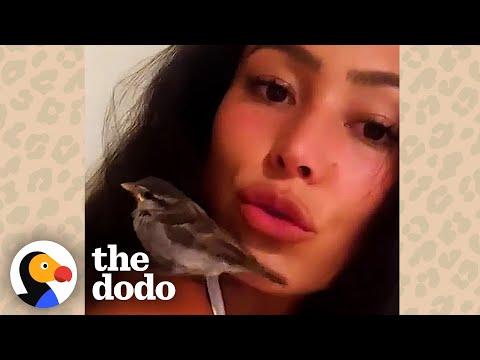 Women Rescues And Raises A Baby Sparrow #Video