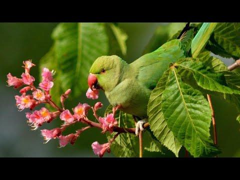 Ring-necked Parakeet eating Flowers #Video