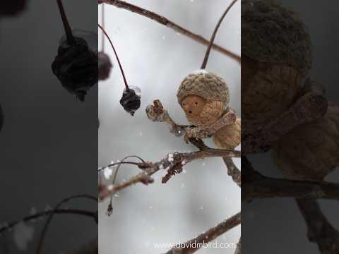 Icy Berry #Video