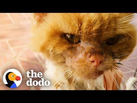 Watch This Scrawny, Injured Kitten Turn Into The Fluffiest Cat #Video