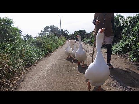 Goose march through Zennern Video