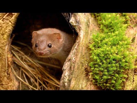 Weasel Can't Wait to Play In Moss | Discover Wildlife | Robert E Fuller #Video
