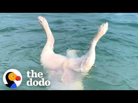 This Rescue Lab’s Favorite Hobby Is Rock Diving #Video