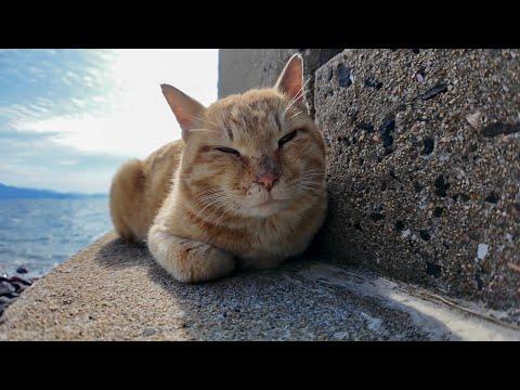 The cats on Cat Island sleep on the seaside stairs during the day.