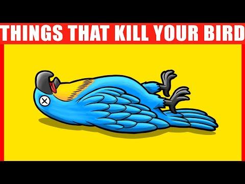 These 15 Things Can KILL Your Bird #Video