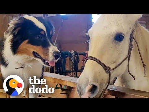 Puppy Teaches A Scared Work Horse How To Play #Video