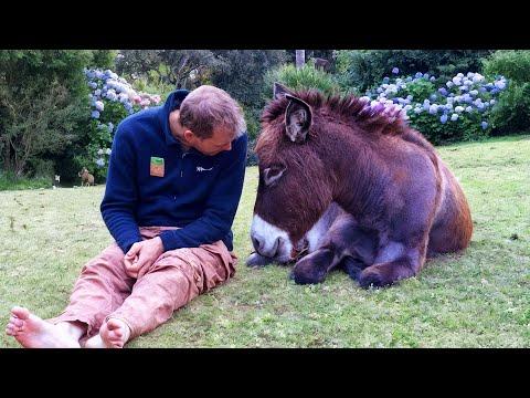 Rejected by His Mom, This Donkey Found a New Family — And Became Their Baby #Video