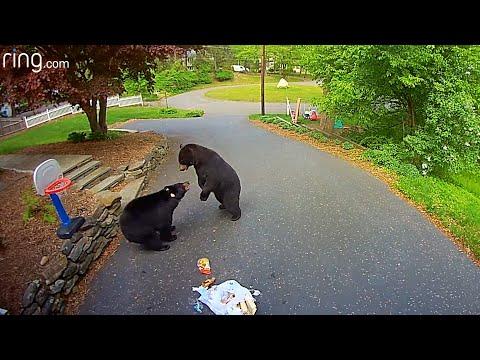 Bear Siblings Both HAVE to Have This Bag of Trash #Video