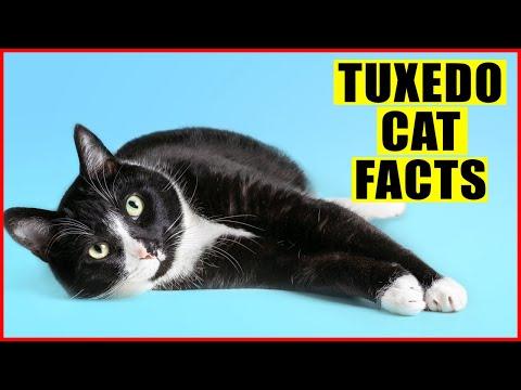15 Surprising Facts About Tuxedo Cats #Video