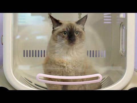 This Hilarious Ragdoll Kitten Started Pole Dancing in The Grooming Salon #Video