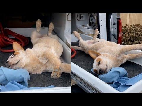 PROOF Dogs Are The Most Dramatic Animals #Video