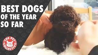 Best Dog Videos of the Year 2017
