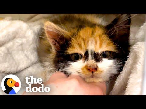 Rescued Tiny Kitten Finds Warmth After Being Saved From The Cold #Video