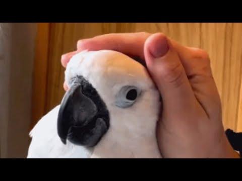 Family loves cockatoo so much she's in their will #Video