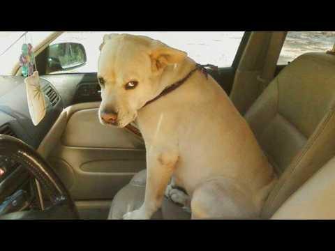 When Your Dog Pretends to Be Brave at the Vet #Video