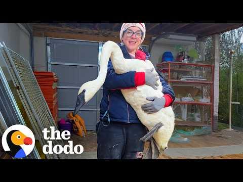 Rescuer Faces Her Biggest Challenge Yet Saving A Very Rare Trumpeter Swan #Video
