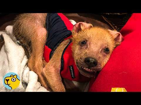 Unusual Puppy Finds Love in Forever Home #Video