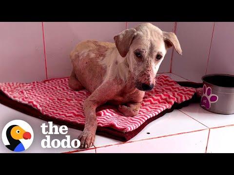 'Broken' Street Dog Gets Spoiled With Sea Moss And Omelettes #Video