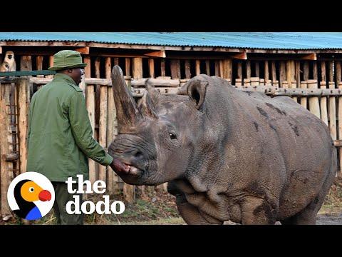 This Guy Takes Care Of The Last Two Northern White Rhinos On Earth #Video