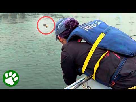 Mama otter is reunited with her baby #Video