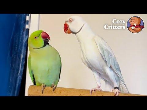 Two Birds, Daily Chaos — And Not a Minute of Silence #Video