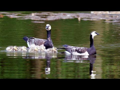 Barnacle Goose family with 6 Goslings. 4K #Video