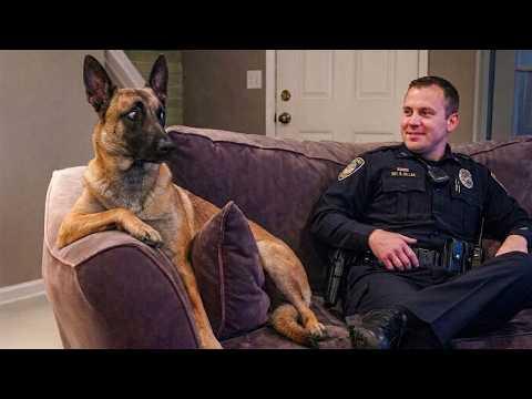 Don't be Fooled... These Malinois are Real Comedians! #Video