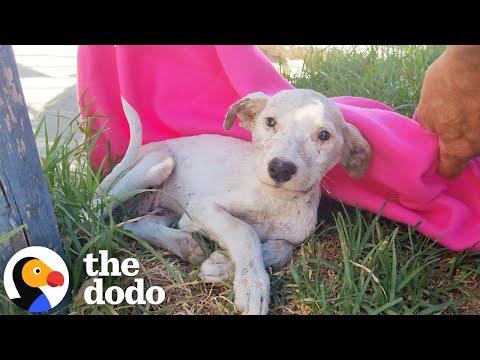 Lonely Puppy Who Wasn't Moving Slowly Comes Back To Life
