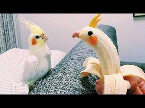 The World's Funniest Parrots That Will Have You Rolling with Laughter!