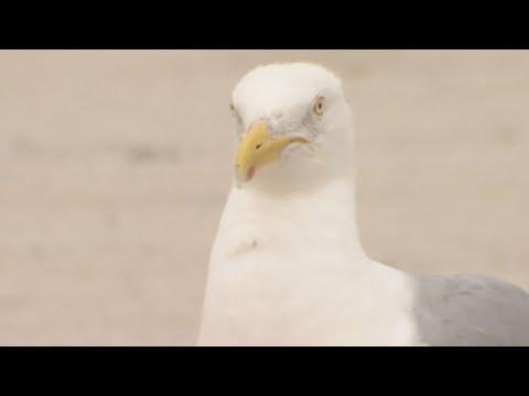 Connecticut beach puts up warning signs for Cecil the seagull #Video