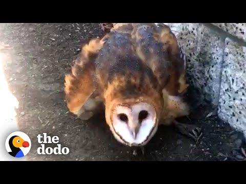 Scared Barn Owl Stuck in Glue Trap Is Finally Free #Video