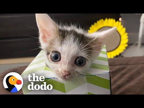 Half-A-Pound Kitten Grows Up To Be A (Tiny) King #Video
