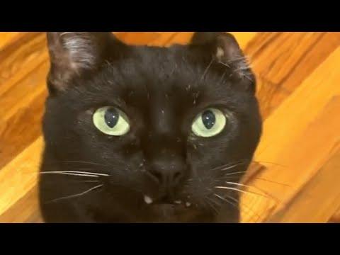 Woman adopted this unusual cat. And people are obsessed with his looks. #Video