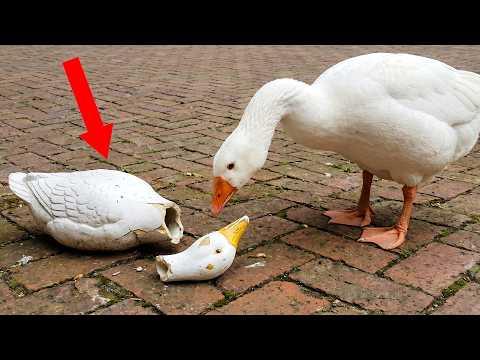 Birds Caught Doing the IMPOSSIBLE! | Funniest Bird Videos