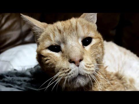 Lonely elderly cat finally gets the life he deserves #Video