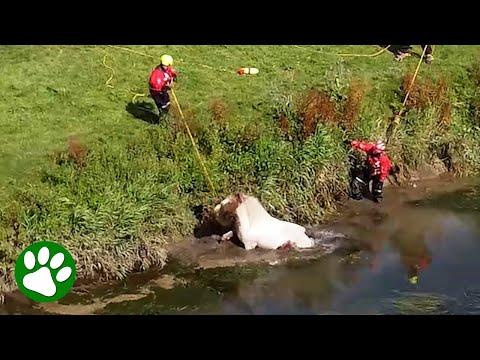 Beautiful Horse Lifted From River #Video