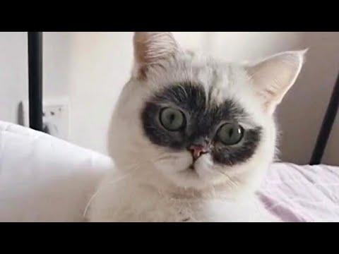 Cat with Unique Eye Mask Fur Pattern Video