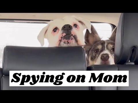 Spying on Mom - Layla The Boxer #Video